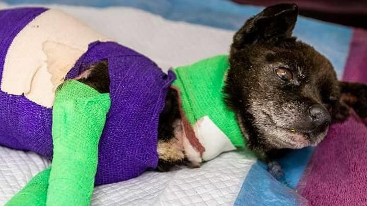 Lovely, small dog set on fire in Tucson arson, dies